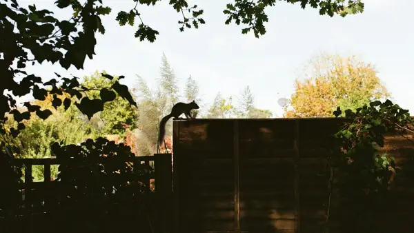 A squirrel perched on a wooden fence outdoors.