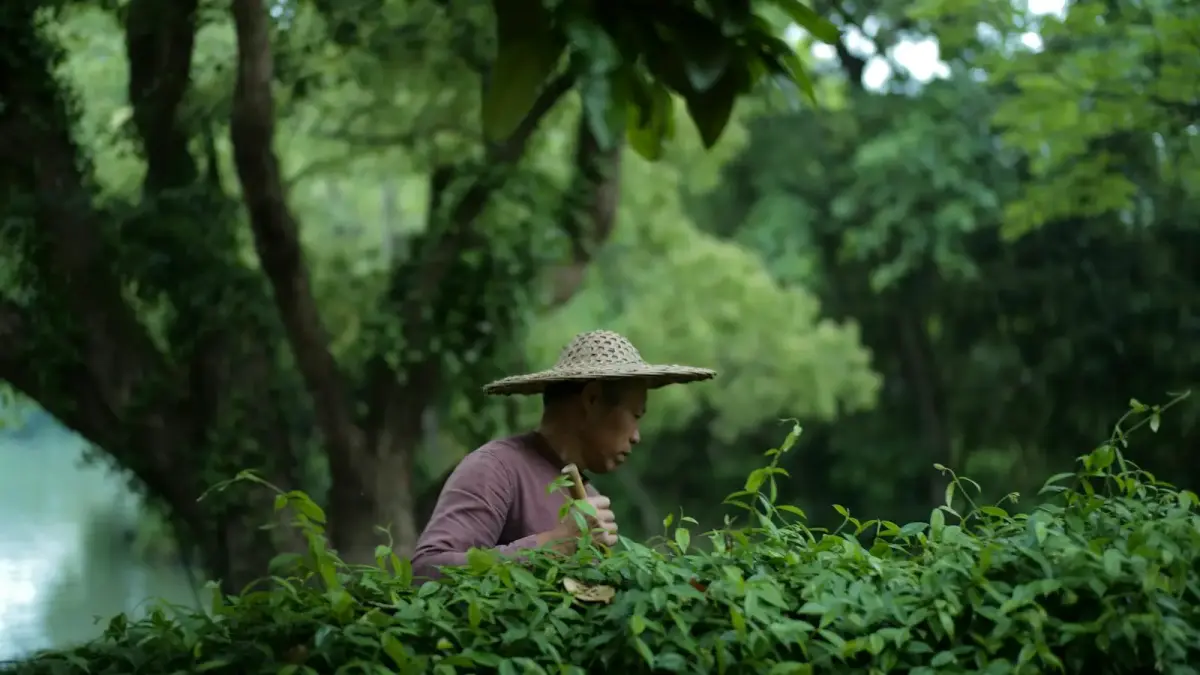 man in green long sleeve shirt wearing brown straw hat standing near green leaf plants during