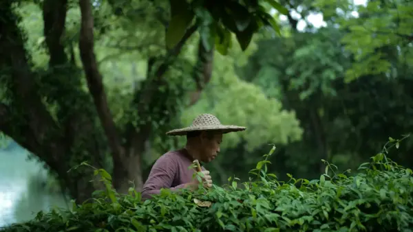 man in green long sleeve shirt wearing brown straw hat standing near green leaf plants during