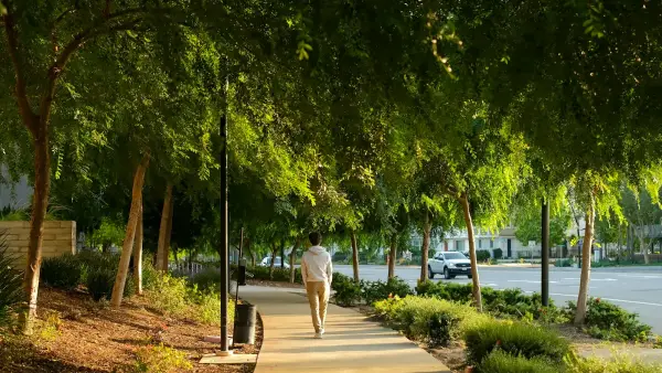 Man walks down a sunlit tree-lined path.