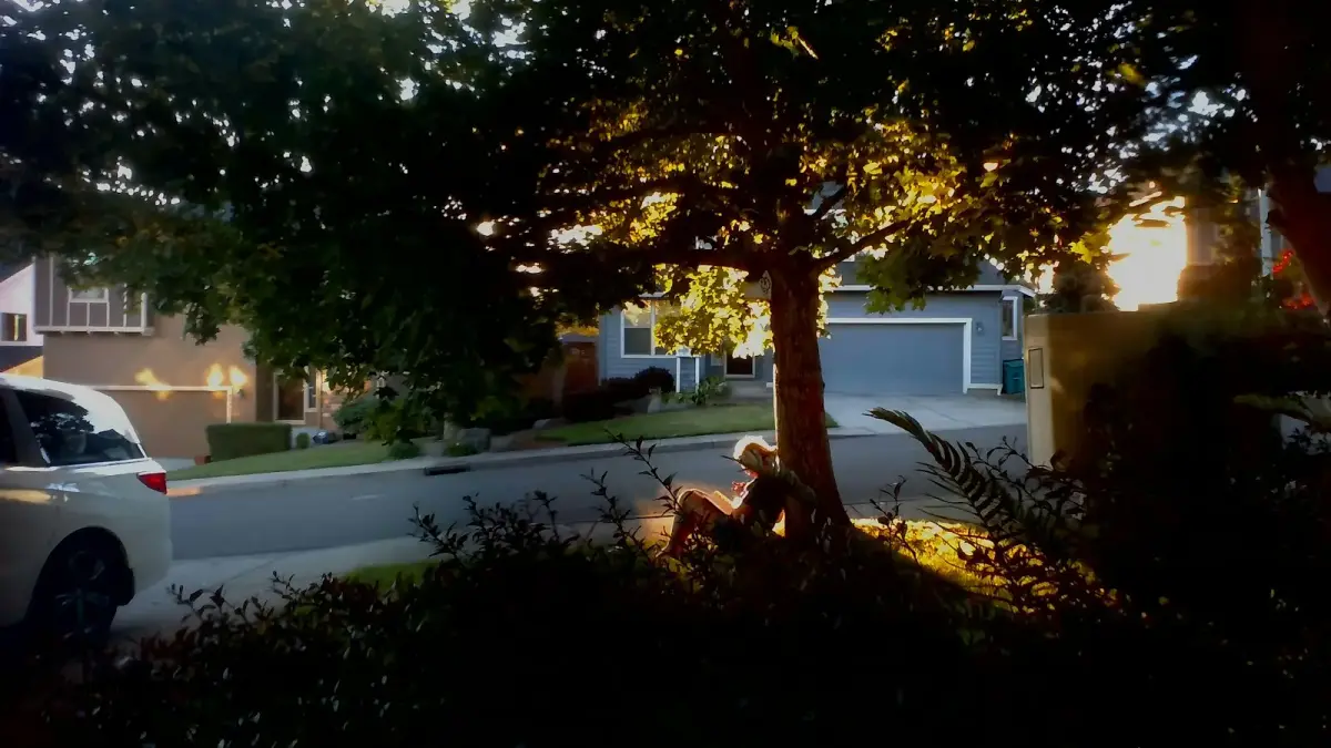 Person sitting under a tree at sunset