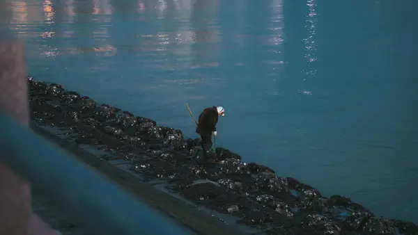Bald eagle on a mussel-covered shore by calm water
