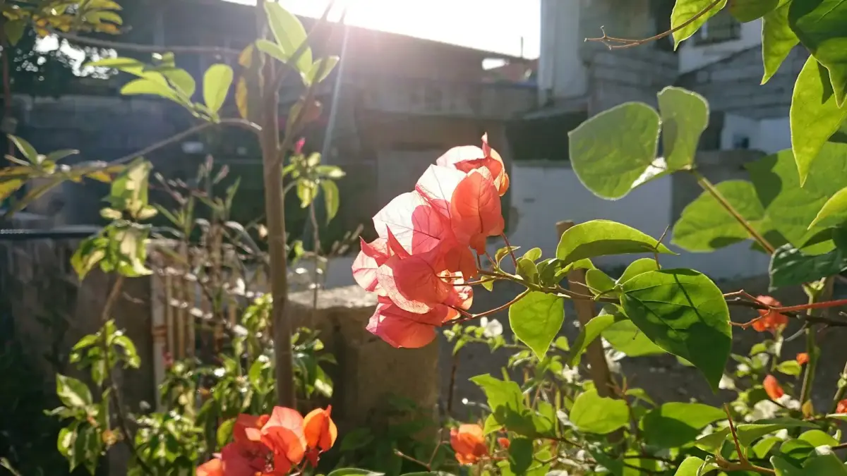 Sunlight shines through vibrant orange bougainvillea flowers.
