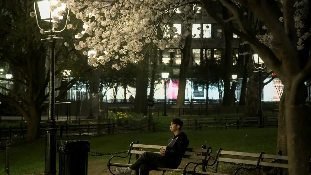 Man sitting on park bench under blooming tree at night.