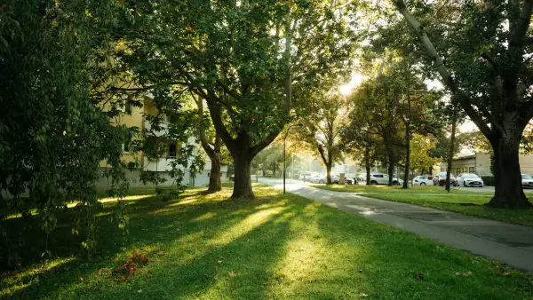 Sunlight streams through trees onto a grassy path.