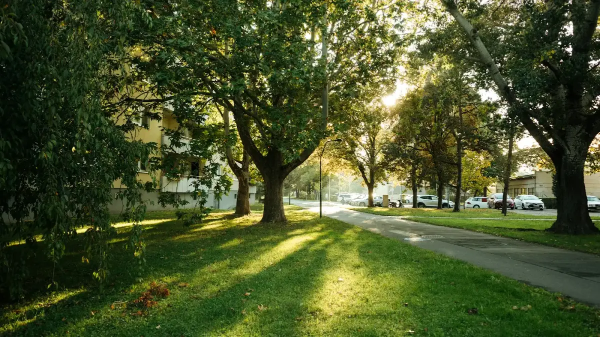 Sunlight streams through trees onto a grassy path.