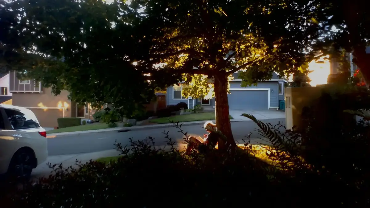 Person sitting under a tree at sunset