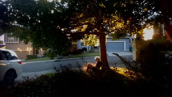 Person sitting under a tree at sunset