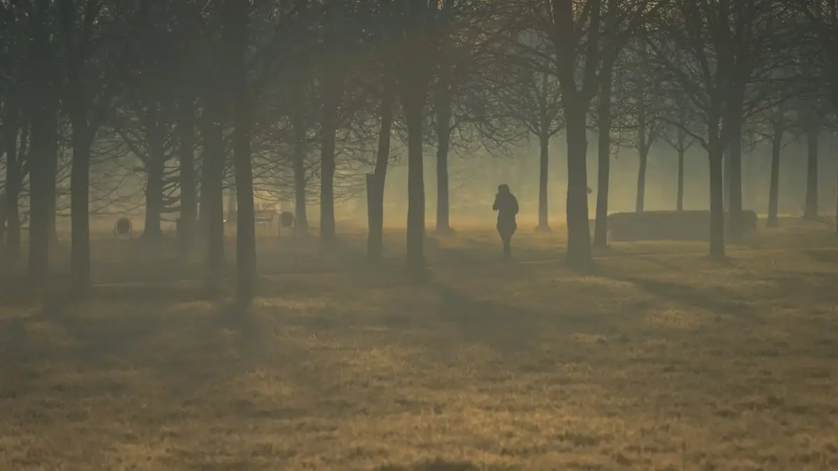 person walking on pathway in between trees during daytime