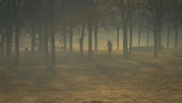 person walking on pathway in between trees during daytime