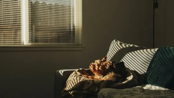 a cat is curled up on a couch by a window