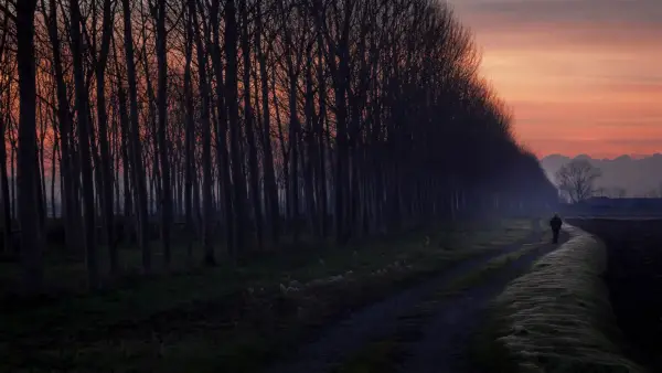person walking on pathway beside bare trees